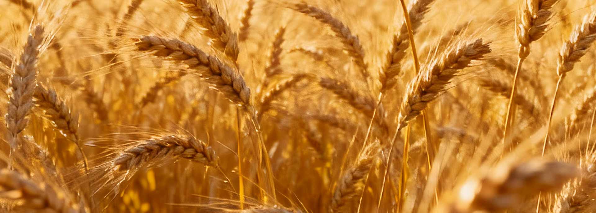 application-grain-trade-3